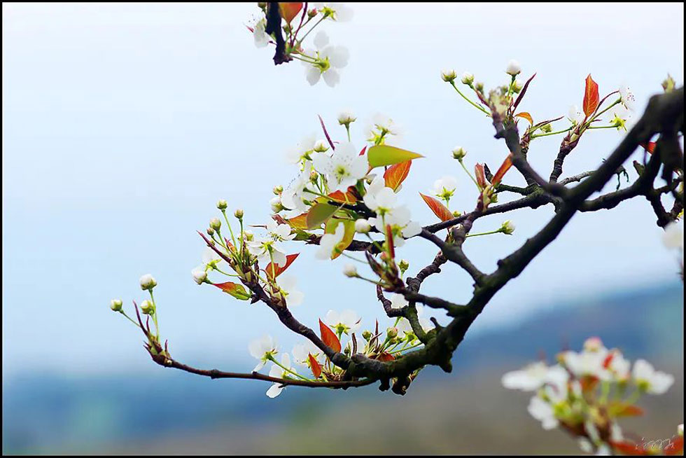【春天,广西桂林灌阳县向您发出邀请!】我们在灌阳看梨花 - 游山玩水 - 常州生活社区 - 常州28生活网 cz.28life.com