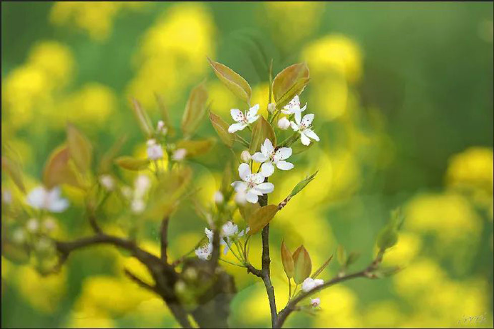 【春天,广西桂林灌阳县向您发出邀请!】我们在灌阳看梨花 - 游山玩水 - 常州生活社区 - 常州28生活网 cz.28life.com