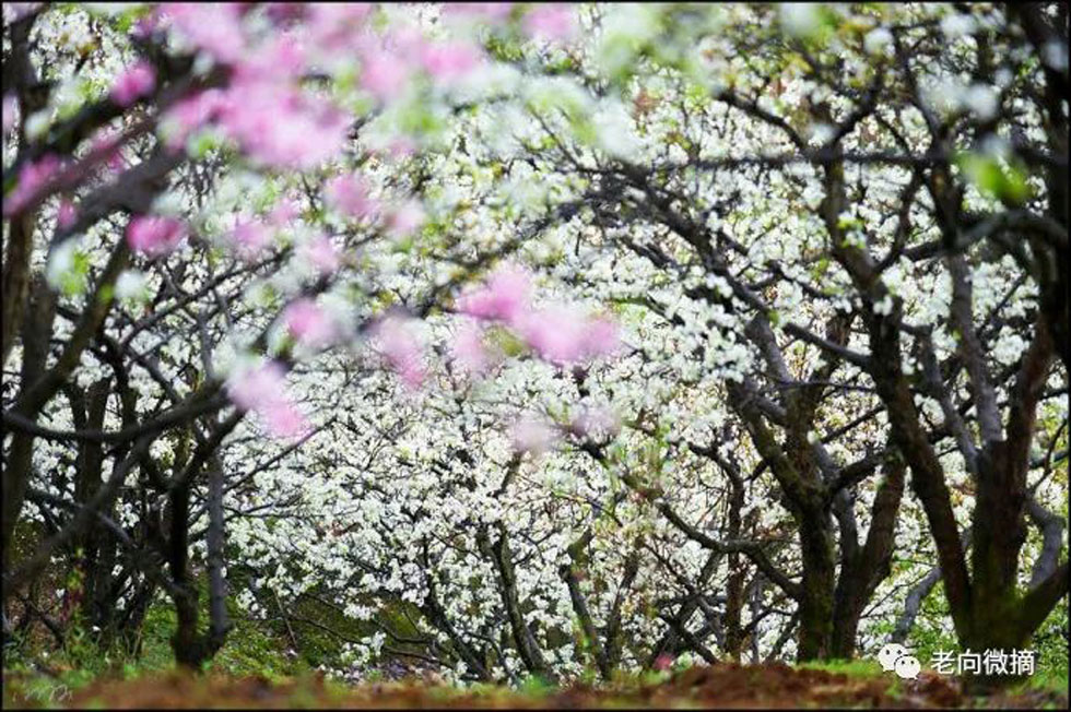 【春天,广西桂林灌阳县向您发出邀请!】我们在灌阳看梨花 - 游山玩水 - 常州生活社区 - 常州28生活网 cz.28life.com