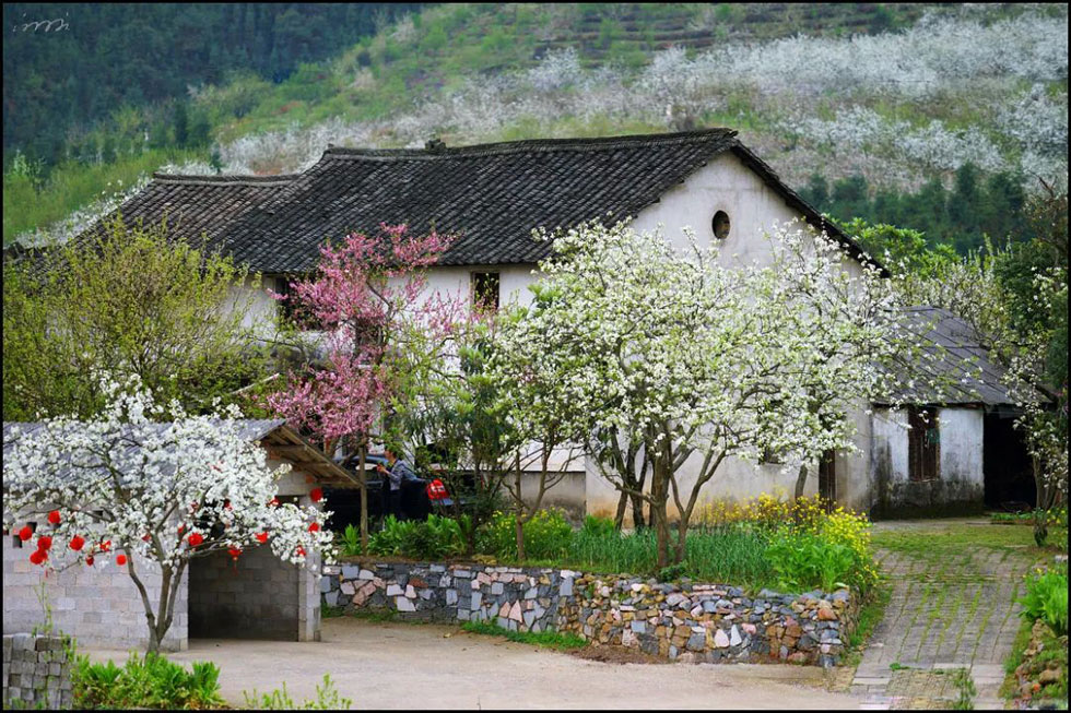 【春天,广西桂林灌阳县向您发出邀请!】我们在灌阳看梨花 - 游山玩水 - 常州生活社区 - 常州28生活网 cz.28life.com