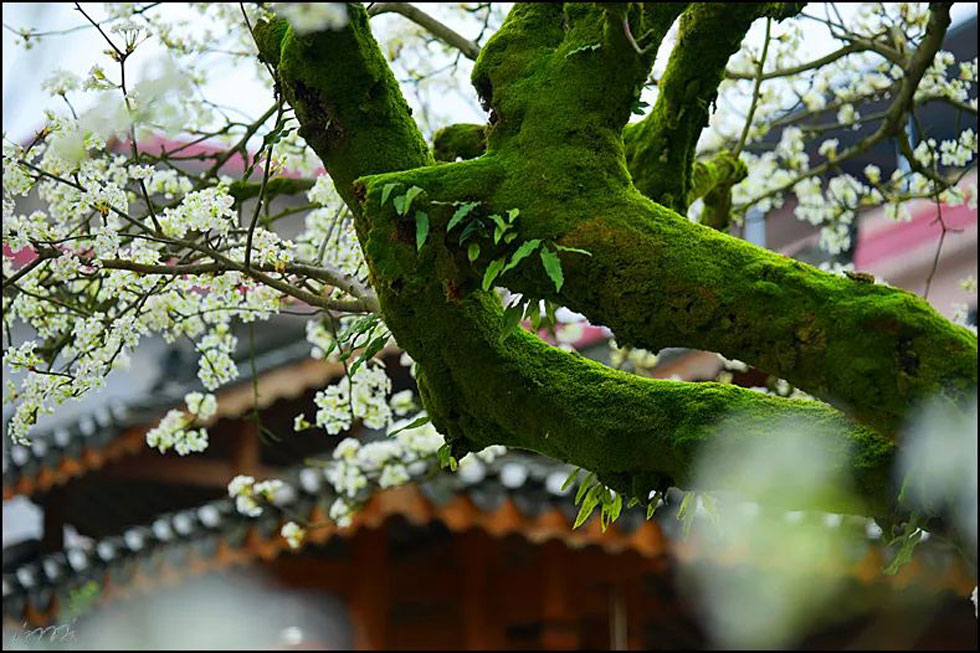 【春天,广西桂林灌阳县向您发出邀请!】我们在灌阳看梨花 - 游山玩水 - 常州生活社区 - 常州28生活网 cz.28life.com