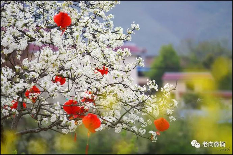 【春天,广西桂林灌阳县向您发出邀请!】我们在灌阳看梨花 - 游山玩水 - 常州生活社区 - 常州28生活网 cz.28life.com