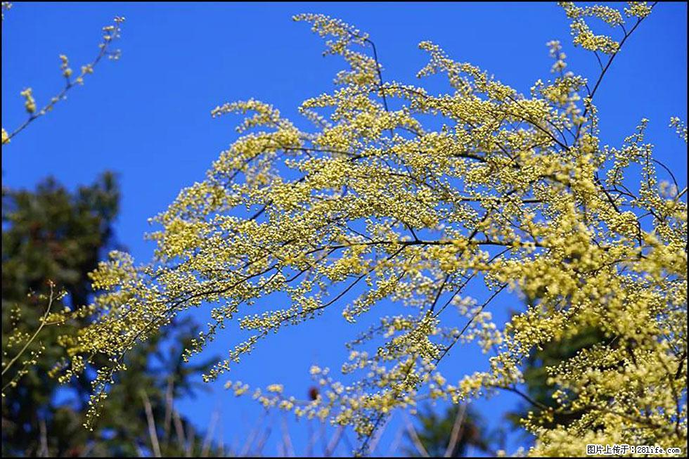 【春天,广西桂林灌阳县向您发出邀请!】米珠山前有片山苍子花在飘香 - 游山玩水 - 常州生活社区 - 常州28生活网 cz.28life.com
