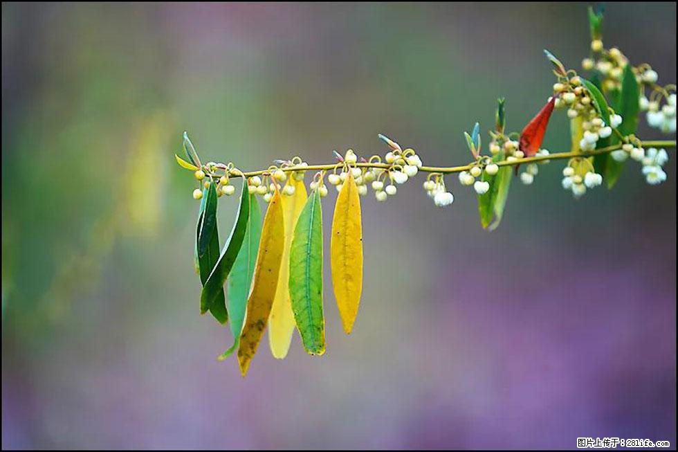 【春天,广西桂林灌阳县向您发出邀请!】米珠山前有片山苍子花在飘香 - 游山玩水 - 常州生活社区 - 常州28生活网 cz.28life.com