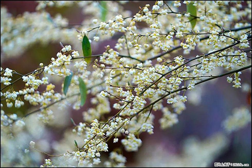 【春天,广西桂林灌阳县向您发出邀请!】米珠山前有片山苍子花在飘香 - 游山玩水 - 常州生活社区 - 常州28生活网 cz.28life.com