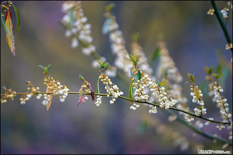 【春天,广西桂林灌阳县向您发出邀请!】米珠山前有片山苍子花在飘香 - 游山玩水 - 常州生活社区 - 常州28生活网 cz.28life.com