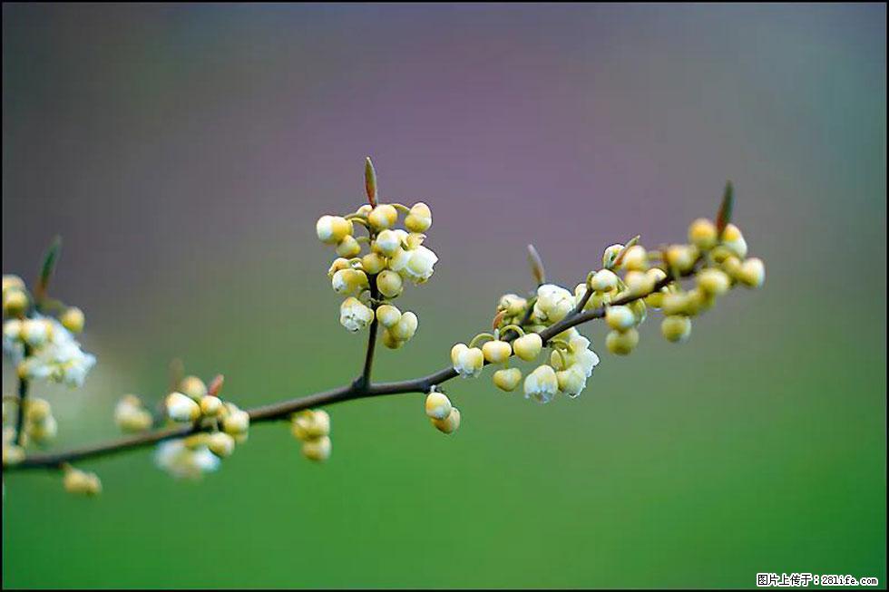 【春天,广西桂林灌阳县向您发出邀请!】米珠山前有片山苍子花在飘香 - 游山玩水 - 常州生活社区 - 常州28生活网 cz.28life.com