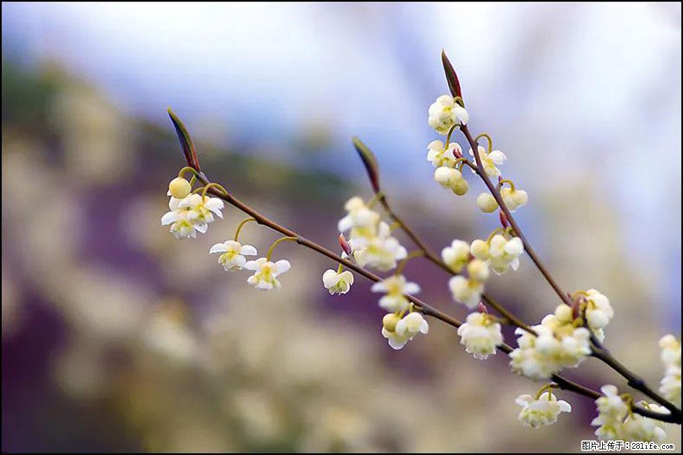【春天,广西桂林灌阳县向您发出邀请!】米珠山前有片山苍子花在飘香 - 游山玩水 - 常州生活社区 - 常州28生活网 cz.28life.com