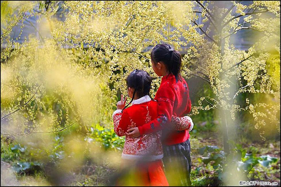 【春天,广西桂林灌阳县向您发出邀请!】米珠山前有片山苍子花在飘香 - 游山玩水 - 常州生活社区 - 常州28生活网 cz.28life.com