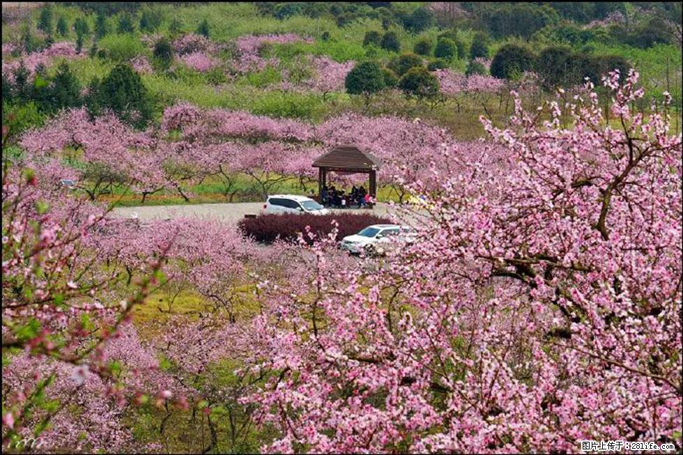【春天,广西桂林灌阳县向您发出邀请!】官庄村有个醉美的桃花园 - 游山玩水 - 常州生活社区 - 常州28生活网 cz.28life.com