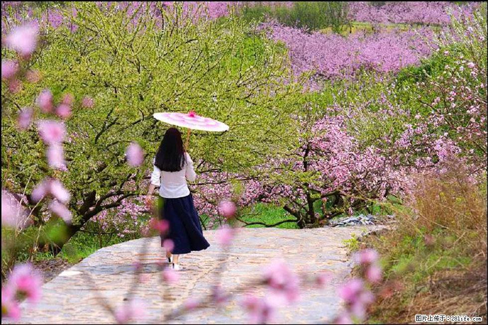 【春天,广西桂林灌阳县向您发出邀请!】官庄村有个醉美的桃花园 - 游山玩水 - 常州生活社区 - 常州28生活网 cz.28life.com