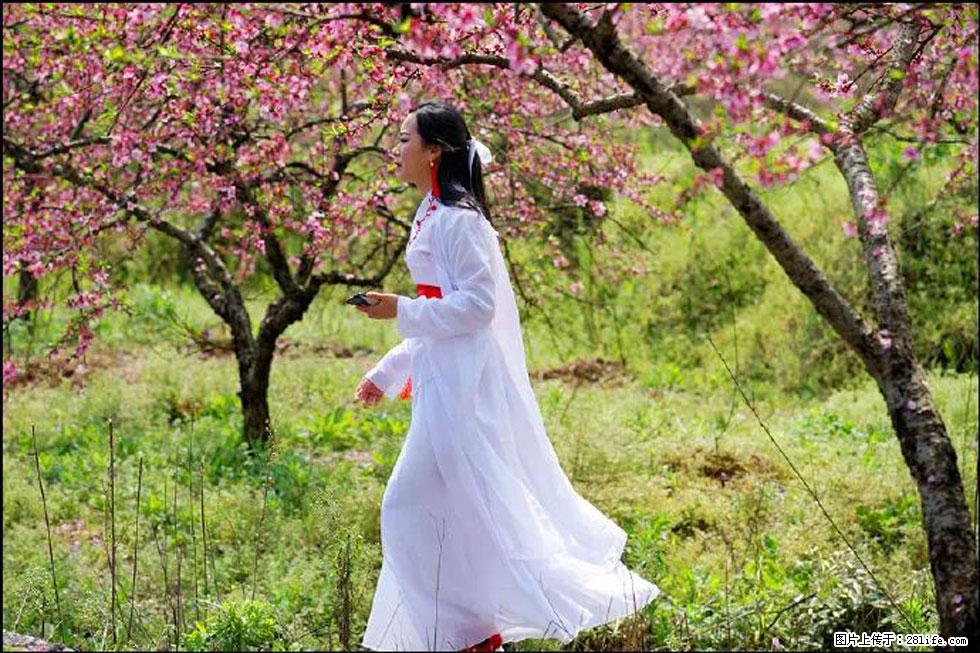 【春天,广西桂林灌阳县向您发出邀请!】官庄村有个醉美的桃花园 - 游山玩水 - 常州生活社区 - 常州28生活网 cz.28life.com