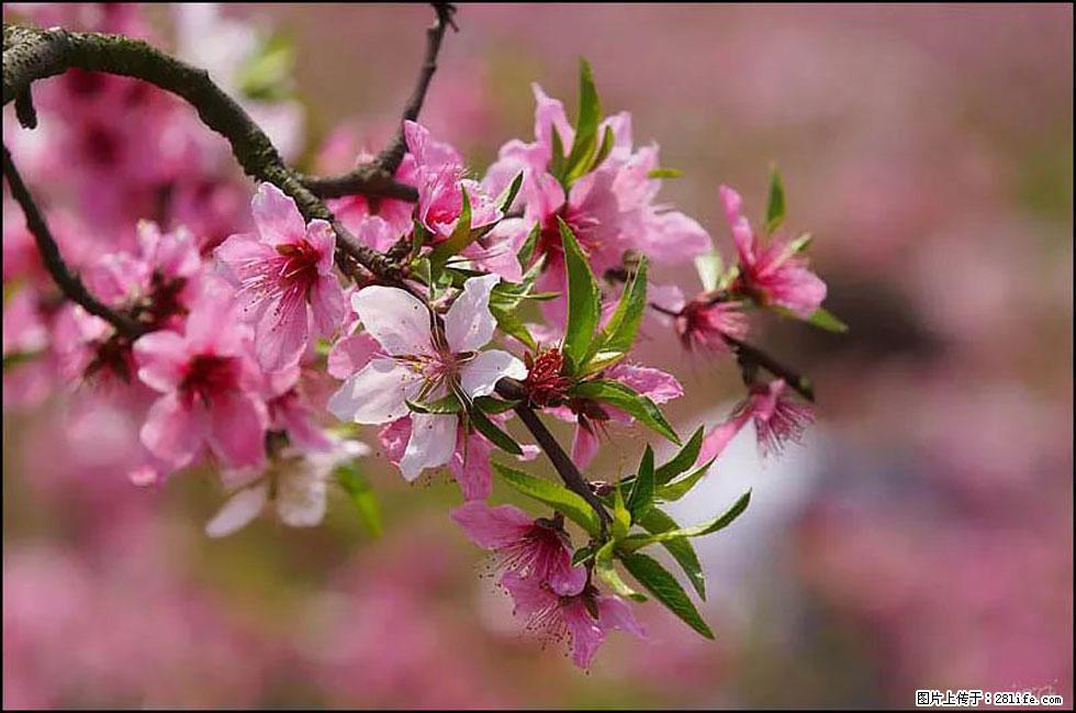 【春天,广西桂林灌阳县向您发出邀请!】官庄村有个醉美的桃花园 - 游山玩水 - 常州生活社区 - 常州28生活网 cz.28life.com