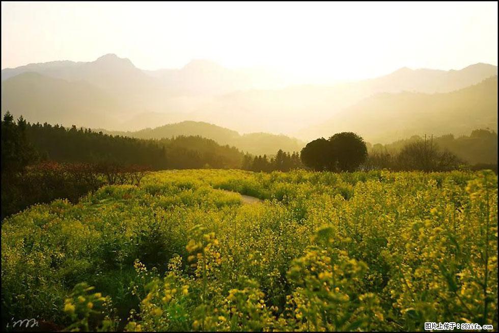 【春天,广西桂林灌阳县向您发出邀请!】长坪村油菜盛情花开 - 游山玩水 - 常州生活社区 - 常州28生活网 cz.28life.com