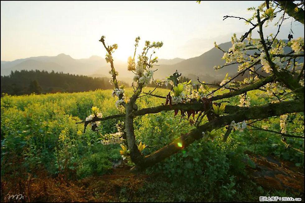 【春天,广西桂林灌阳县向您发出邀请!】长坪村油菜盛情花开 - 游山玩水 - 常州生活社区 - 常州28生活网 cz.28life.com