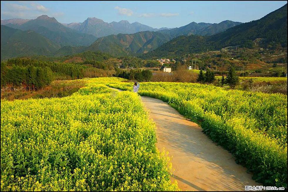 【春天,广西桂林灌阳县向您发出邀请!】长坪村油菜盛情花开 - 游山玩水 - 常州生活社区 - 常州28生活网 cz.28life.com