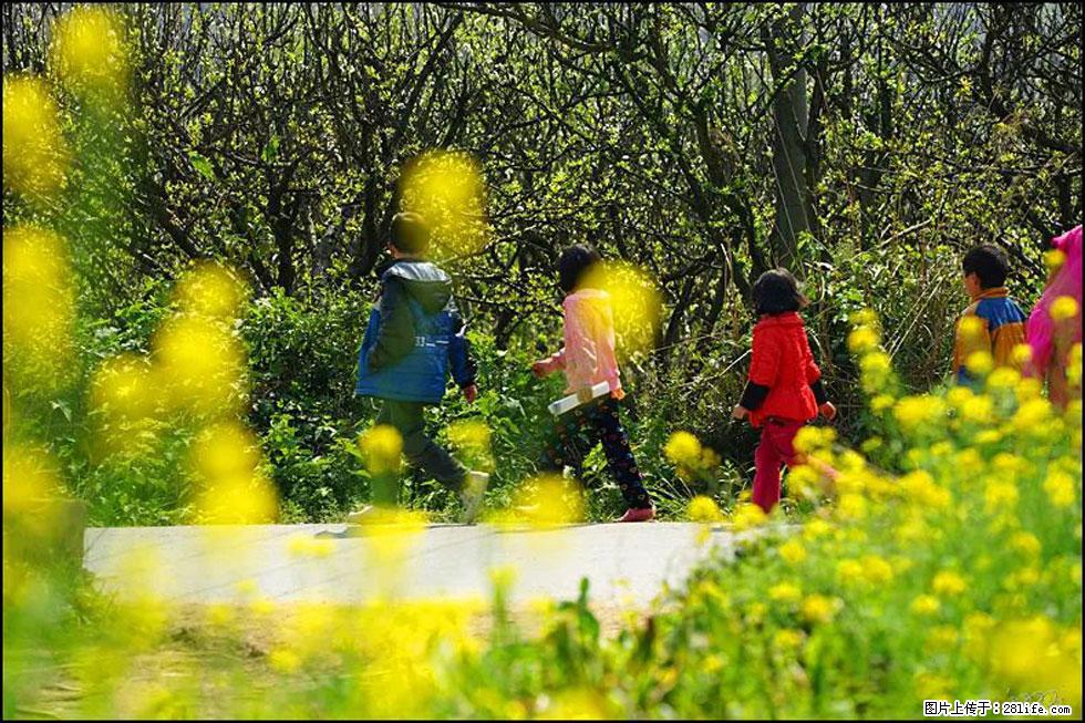 【春天,广西桂林灌阳县向您发出邀请!】长坪村油菜盛情花开 - 游山玩水 - 常州生活社区 - 常州28生活网 cz.28life.com