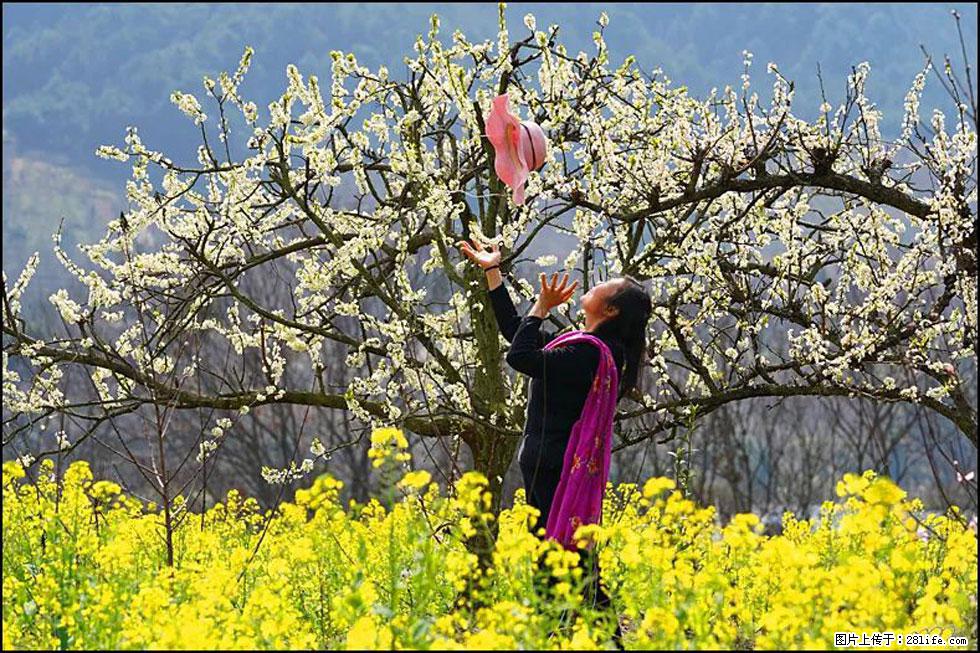 【春天,广西桂林灌阳县向您发出邀请!】长坪村油菜盛情花开 - 游山玩水 - 常州生活社区 - 常州28生活网 cz.28life.com