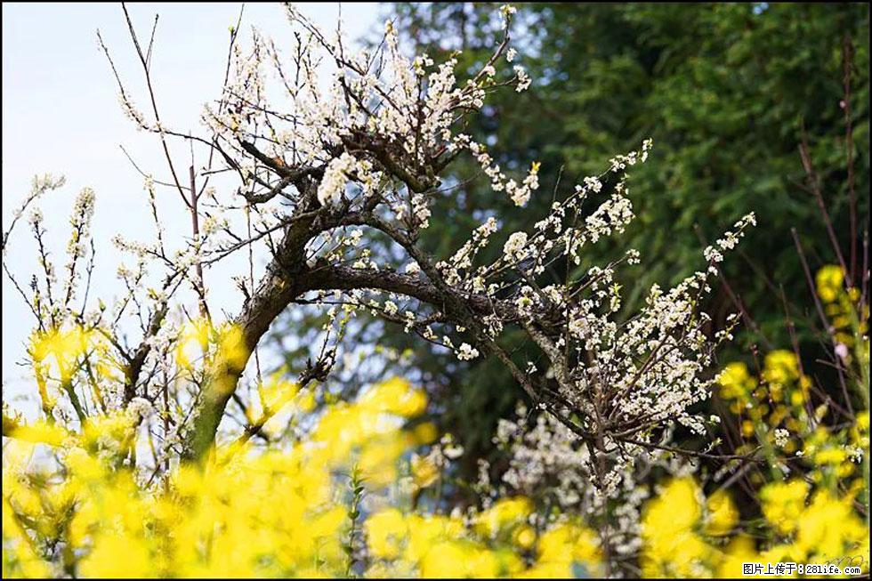 【春天,广西桂林灌阳县向您发出邀请!】长坪村油菜盛情花开 - 游山玩水 - 常州生活社区 - 常州28生活网 cz.28life.com