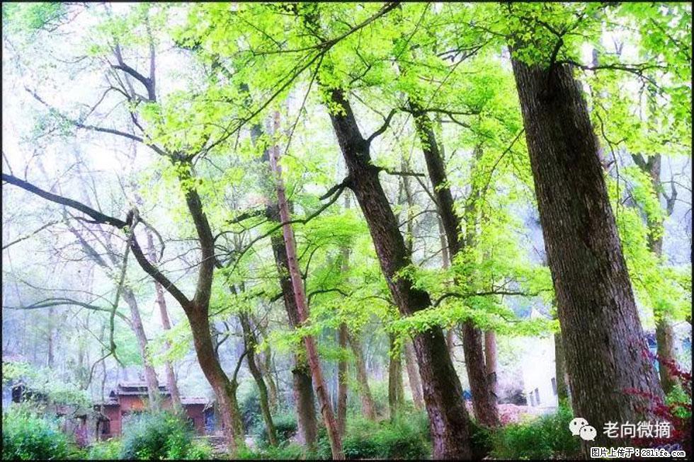 【春天，广西桂林灌阳县向您发出邀请！】在小龙村与春天约会 - 游山玩水 - 常州生活社区 - 常州28生活网 cz.28life.com