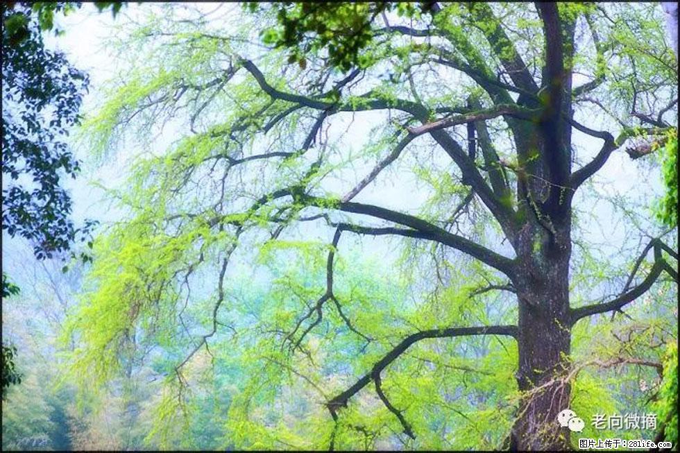 【春天，广西桂林灌阳县向您发出邀请！】在小龙村与春天约会 - 游山玩水 - 常州生活社区 - 常州28生活网 cz.28life.com