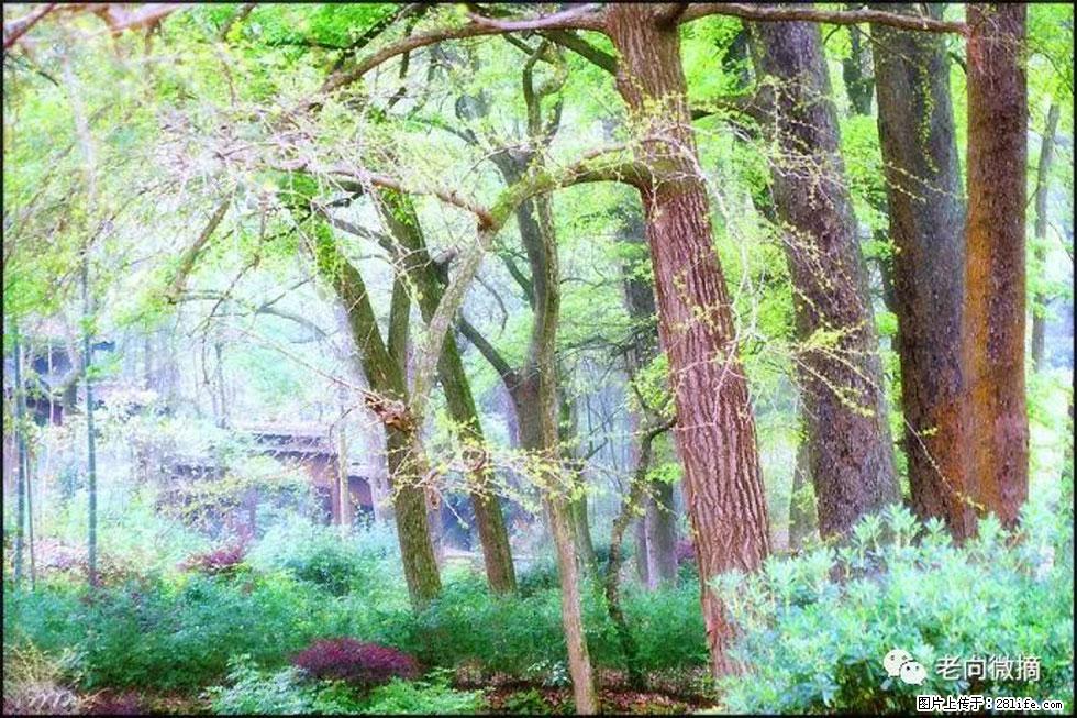 【春天，广西桂林灌阳县向您发出邀请！】在小龙村与春天约会 - 游山玩水 - 常州生活社区 - 常州28生活网 cz.28life.com