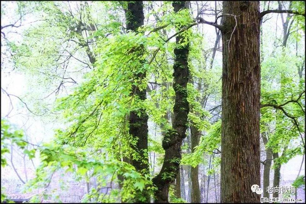 【春天，广西桂林灌阳县向您发出邀请！】在小龙村与春天约会 - 游山玩水 - 常州生活社区 - 常州28生活网 cz.28life.com