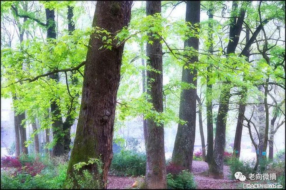 【春天，广西桂林灌阳县向您发出邀请！】在小龙村与春天约会 - 游山玩水 - 常州生活社区 - 常州28生活网 cz.28life.com