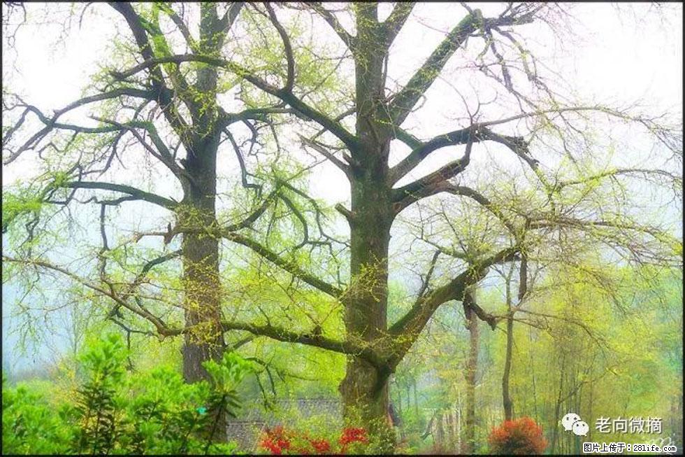 【春天，广西桂林灌阳县向您发出邀请！】在小龙村与春天约会 - 游山玩水 - 常州生活社区 - 常州28生活网 cz.28life.com