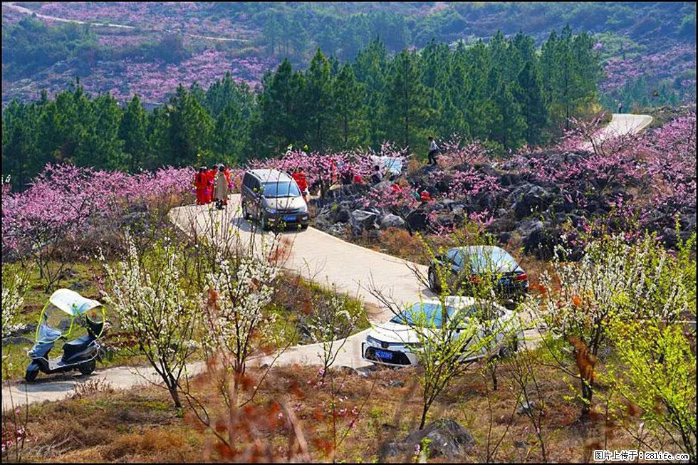 【春天，广西桂林灌阳县向您发出邀请！】望月岭上桃花开 - 游山玩水 - 常州生活社区 - 常州28生活网 cz.28life.com