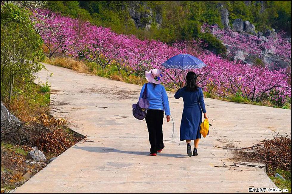 【春天，广西桂林灌阳县向您发出邀请！】望月岭上桃花开 - 游山玩水 - 常州生活社区 - 常州28生活网 cz.28life.com