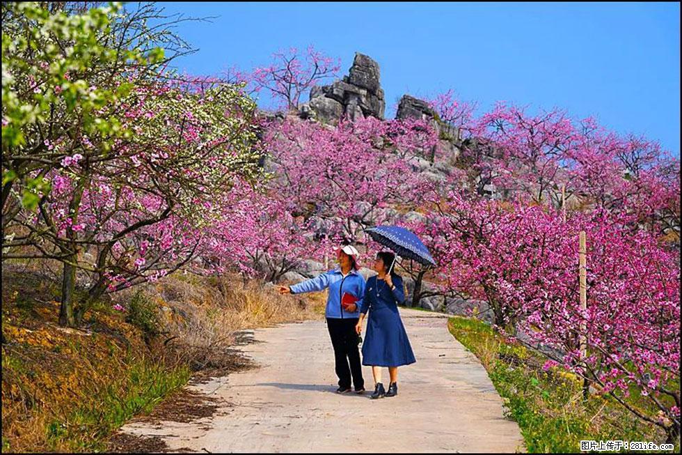 【春天，广西桂林灌阳县向您发出邀请！】望月岭上桃花开 - 游山玩水 - 常州生活社区 - 常州28生活网 cz.28life.com