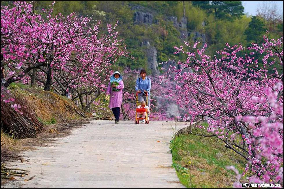 【春天，广西桂林灌阳县向您发出邀请！】望月岭上桃花开 - 游山玩水 - 常州生活社区 - 常州28生活网 cz.28life.com