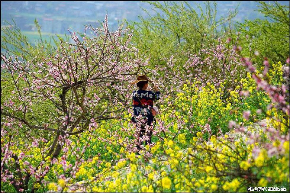 【春天，广西桂林灌阳县向您发出邀请！】望月岭上桃花开 - 游山玩水 - 常州生活社区 - 常州28生活网 cz.28life.com