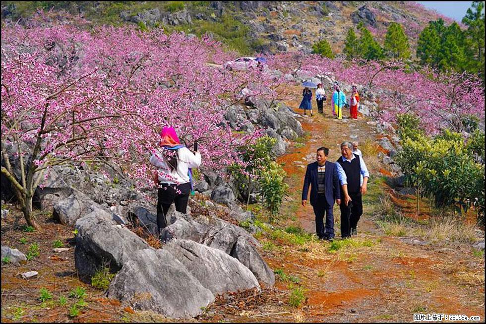 【春天，广西桂林灌阳县向您发出邀请！】望月岭上桃花开 - 游山玩水 - 常州生活社区 - 常州28生活网 cz.28life.com