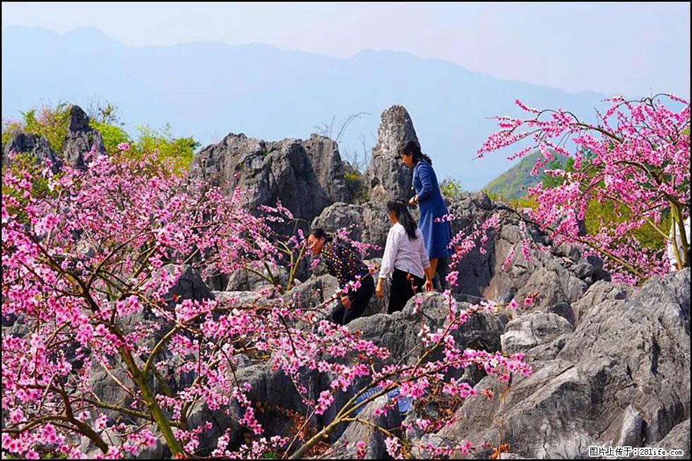 【春天，广西桂林灌阳县向您发出邀请！】望月岭上桃花开 - 游山玩水 - 常州生活社区 - 常州28生活网 cz.28life.com