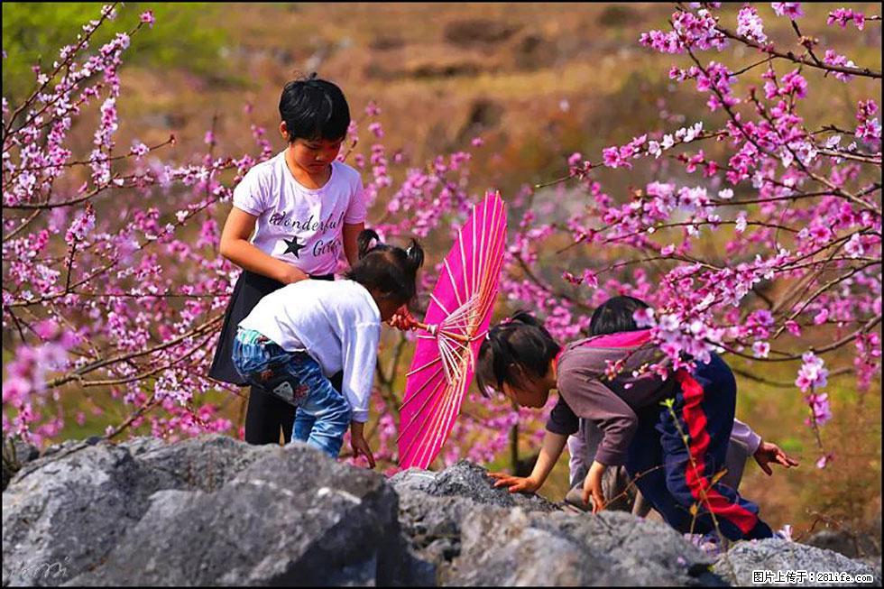 【春天，广西桂林灌阳县向您发出邀请！】望月岭上桃花开 - 游山玩水 - 常州生活社区 - 常州28生活网 cz.28life.com