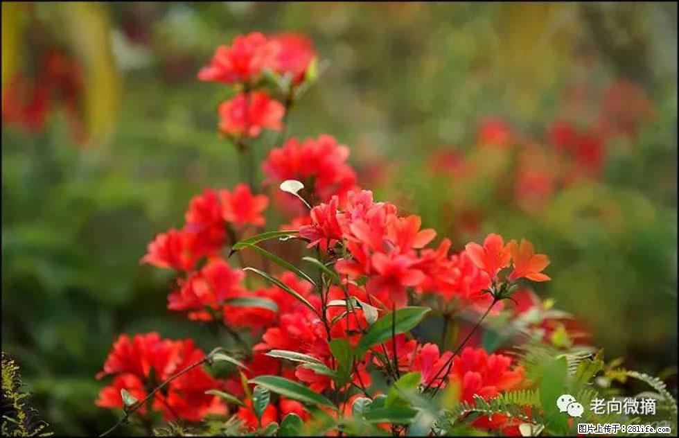 【春天,广西桂林灌阳县向您发出邀请!】登麒麟山,相约映山红 - 游山玩水 - 常州生活社区 - 常州28生活网 cz.28life.com
