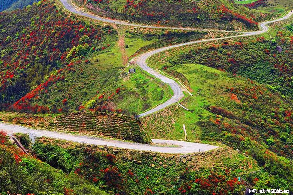 【春天,广西桂林灌阳县向您发出邀请!】春木界上映山红 - 游山玩水 - 常州生活社区 - 常州28生活网 cz.28life.com