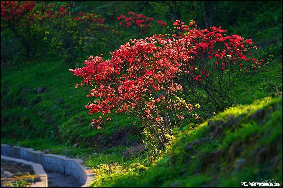 【春天,广西桂林灌阳县向您发出邀请!】春木界上映山红 - 游山玩水 - 常州生活社区 - 常州28生活网 cz.28life.com