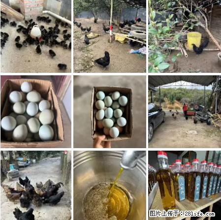 油茶园从小鸡仔开始养起的纯土鸡、土鸡蛋可以预定啦!还有前几天刚榨的纯山茶油哦 - 美食天地 - 常州生活社区 - 常州28生活网 cz.28life.com