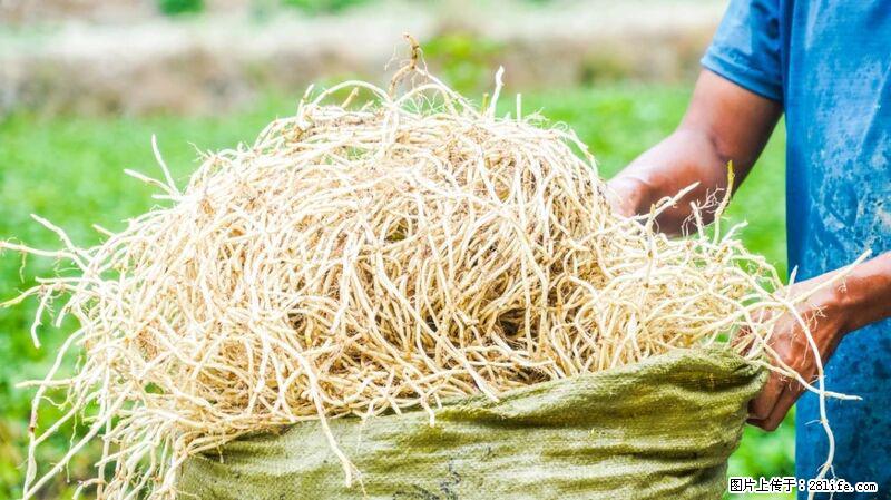 堪称“最难吃”的蔬菜,却是 “抗辐射神器”,还能护肺、清热、止咳化痰! - 常州生活资讯 - 常州28生活网 cz.28life.com