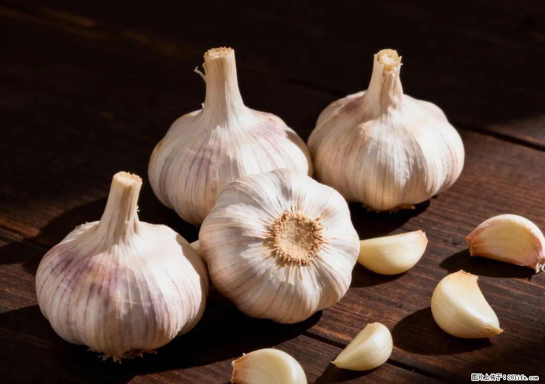 关于大蒜，除了“天然抗生素”，这4个谣言更该警惕! - 常州生活资讯 - 常州28生活网 cz.28life.com