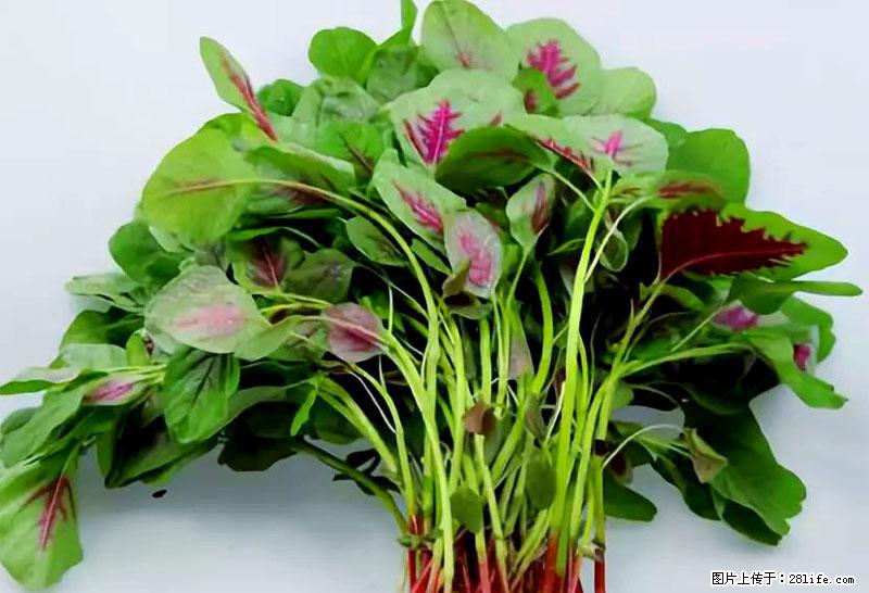 这些蔬菜是“天然钙片”，这6种被医生重点推荐 - 常州生活资讯 - 常州28生活网 cz.28life.com