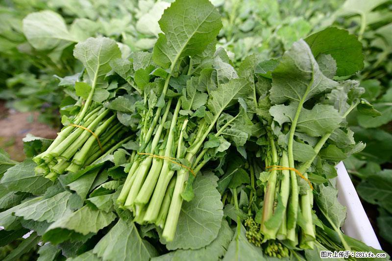 这些蔬菜是“天然钙片”，这6种被医生重点推荐 - 常州生活资讯 - 常州28生活网 cz.28life.com